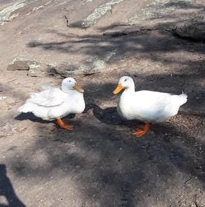 Meet your Posher, Carmela